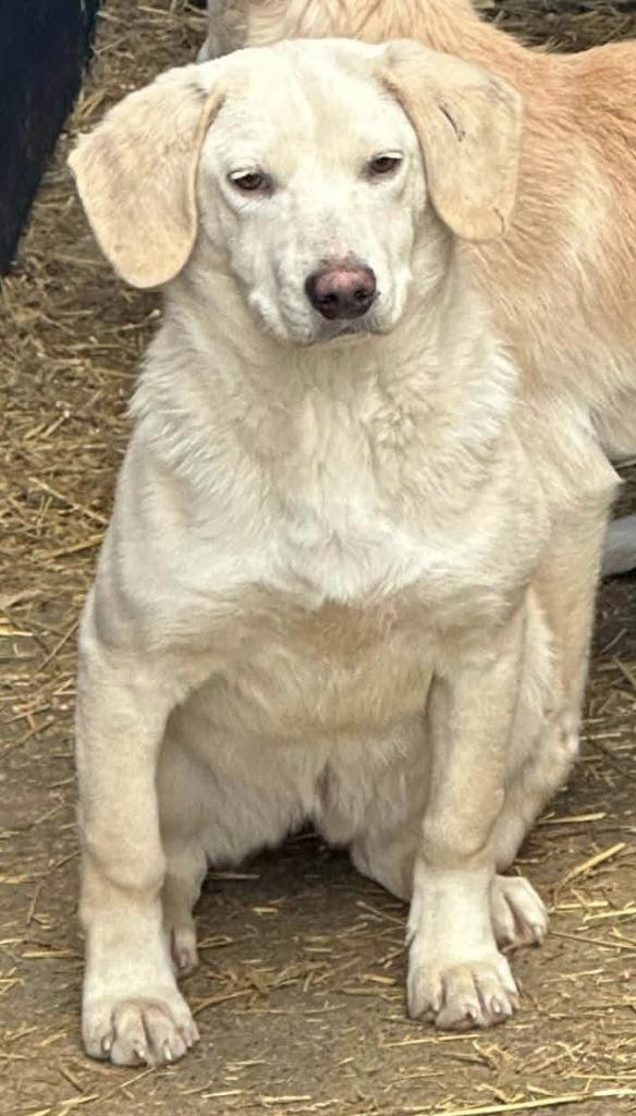 PATRICIA VRIENDELIJK, JONG, TEEFJE, kruising Beagle in asiel, Dieren en Toebehoren, Honden | Niet-rashonden, Middel, Teef, Particulier