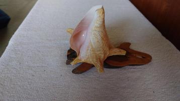 Karko schelp Conch op houten voetstuk, oude souvenir Bonaire beschikbaar voor biedingen