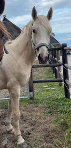 3-jarige gereden palomino hengst, Dieren en Toebehoren, Gechipt, Dressuurpaard, 3 tot 6 jaar, 160 tot 165 cm
