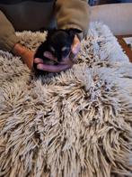 Raszuivere langharige chihuahua puppy's, België, Particulier, Rabiës (hondsdolheid), 8 tot 15 weken