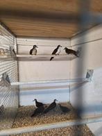 Tamboerijn duiven, Dieren en Toebehoren, Vogels | Duiven, Meerdere dieren, Overige soorten