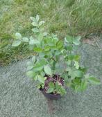Liguster - haagplant - op=op, Ophalen, Liguster, Haag, Minder dan 100 cm