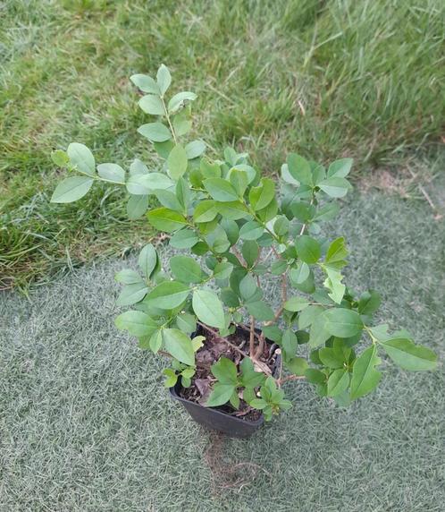 Liguster - haagplant - op=op, Tuin en Terras, Planten | Struiken en Hagen, Haag, Liguster, Minder dan 100 cm, Ophalen