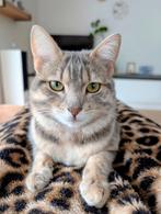 Bengaal kruising Britse Korthaar (Poes), Dieren en Toebehoren, Poes, Gechipt, 0 tot 2 jaar