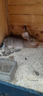 Te koop jonge voedster vlaamse reus konijn, Vrouwelijk, Overige soorten