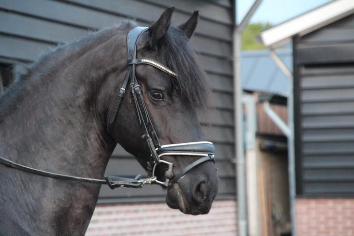 Te koop: Charley – super lieve Friese ruin (9 jaar, 1.63m), Dieren en Toebehoren, Paarden, Ruin, M, 160 tot 165 cm, 7 tot 10 jaar