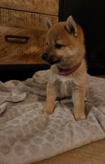 Raszuivere mooie Shiba puppy's, Dieren en Toebehoren, CDV (hondenziekte), 8 tot 15 weken, Poolhond, Meerdere