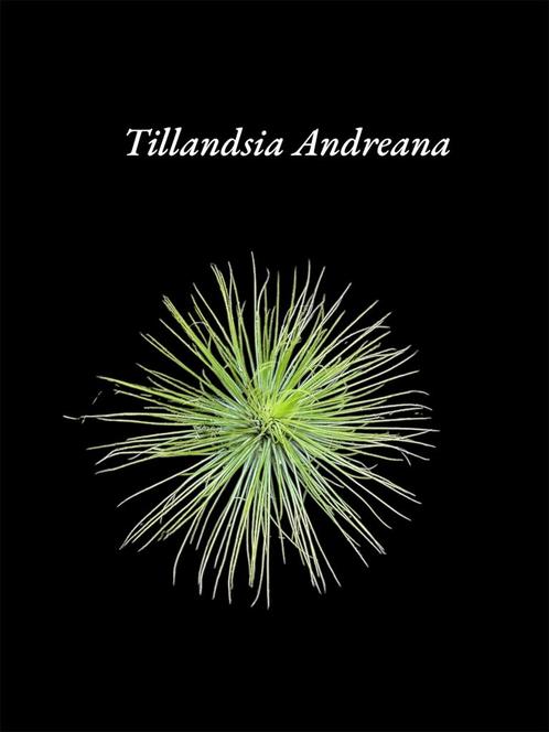 Andreana, Huis en Inrichting, Kamerplanten, Overige soorten, Minder dan 100 cm, Ophalen of Verzenden