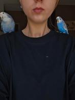 Tamme grasparkiet& agapornis, Dieren en Toebehoren, Vogels | Parkieten en Papegaaien, Mannelijk, Parkiet, Tam