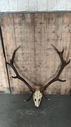 Prachtig gewei edelhert hertengewei, Ophalen, Zo goed als nieuw, Hert, Gewei of Kop