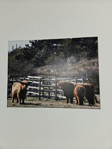 foto's geprint op canvas beschikbaar voor biedingen