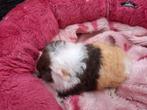 Prachtig CH cavia zeugje te reserveren, Cavia, Juni, Vrouwelijk, Tam