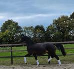 Dalucy – Elite merrie (v. Metall x DonPrimaire), Dieren en Toebehoren, Paarden, Merrie, Dressuurpaard