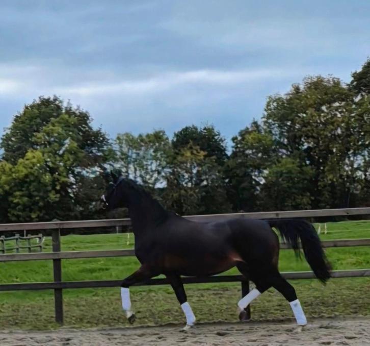 Dalucy – Elite merrie (v. Metall x DonPrimaire), Dieren en Toebehoren, Paarden, Merrie, Dressuurpaard