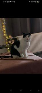 Kater 7 jaar, Dieren en Toebehoren, Katten en Kittens | Raskatten | Langhaar, Kater, Ontwormd, 6 jaar of ouder