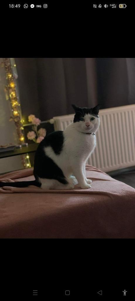 Kater 7 jaar, Dieren en Toebehoren, Katten en Kittens | Raskatten | Langhaar, Kater, 6 jaar of ouder, Ontwormd, Ingeënt