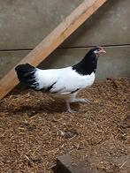 Te koop jonge lakenvelder hennen, Dieren en Toebehoren, Pluimvee, Vrouwelijk, Kip