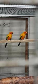Kweekkoppel Zonparkieten 2018, Meerdere dieren, Parkiet, Geringd