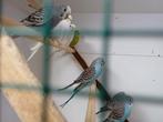 Jonge grasparkieten, Dieren en Toebehoren, Meerdere dieren, Parkiet, Geringd