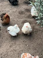 Cochin kriel hen wit, Dieren en Toebehoren, Pluimvee, Vrouwelijk, Kip