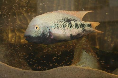 Midden Amerikaanse Cichliden: Vieja hartwegi, Dieren en Toebehoren, Vissen | Aquariumvissen, Zoetwatervis, Vis