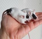 4 lieve jonge muisjes vrouwtjes, Dieren en Toebehoren, Muis, Vrouwelijk, Tam, Oktober