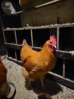 Grote Cochin haan, Dieren en Toebehoren, Mannelijk, Kip