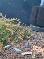 Cardina en Neocardina te koop, Kreeft, Krab of Garnaal, Zoetwatervis, Schoolvis
