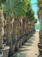 Huur planten via PLANTENOPLOCATIE KAMERPLANTEN & TUINPLANTEN, Minder dan 100 cm, Volle zon, In pot, Overige soorten