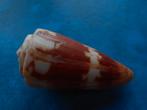 Schelpen: Conus striatellus Link (freak) f++f+++ 59mm, Verzamelen, Verzenden, Schelp(en)