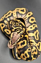Leopard yellow belly het clown, Dieren en Toebehoren, Reptielen en Amfibieën, Slang, 0 tot 2 jaar