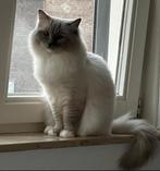 Ragdoll, kater, Dieren en Toebehoren, Katten en Kittens | Overige Katten, Kater