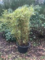 bamboe fargesia niet woekerend, Vaste plant, Bloeit niet, Halfschaduw, Ophalen