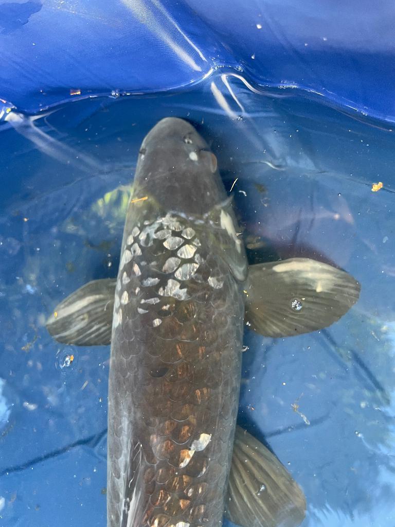 chagoi Japanse koi, Dieren en Toebehoren, Vissen | Vijvervissen, Karper of Koi