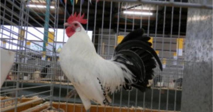 Gezocht  gevraagd Friese kriel zilverpel haantje of ruilen, Dieren en Toebehoren, Pluimvee, Kip, Meerdere dieren