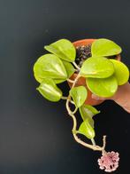 Hoya Obovata Variegata ( plant is in bloei ), Huis en Inrichting, Kamerplanten, Overige soorten, Minder dan 100 cm, Bloeiende kamerplant