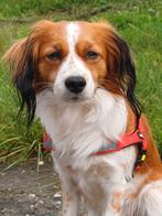 Kooiker dekreu aangeboden, Dieren en Toebehoren, Reu, Eén hond, 3 tot 5 jaar, Nederland