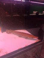 Aligatorgar, Dieren en Toebehoren, Vis