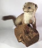 Opgezette steenmarter TE KOOP, Verzamelen, Ophalen of Verzenden, Nieuw, Vogel, Opgezet dier