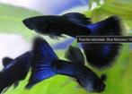 blue moskow guppen, Dieren en Toebehoren, Vissen | Aquariumvissen, Vis, Zoetwatervis, Schoolvis