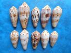 Schelpen: Conus circumcisus Born f++/gem 35-60mm, Verzamelen, Mineralen en Fossielen, Verzenden, Schelp(en)