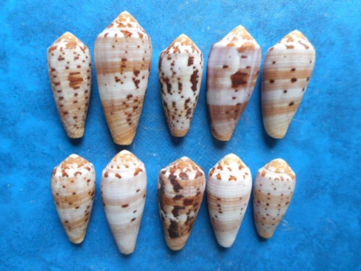 Schelpen: Conus circumcisus Born f++/gem 35-60mm, Verzamelen, Mineralen en Fossielen, Schelp(en), Verzenden