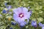 Hibiscus planten., Halfschaduw, Zomer, Ophalen of Verzenden, Overige soorten