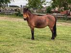 Te koop B pony merrie, B, B pony (1.17m tot 1.27m), 11 jaar of ouder, Recreatiepony