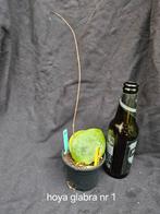Hoya glabra nr 1, Overige soorten, In pot, Minder dan 100 cm, Bloeiende kamerplant