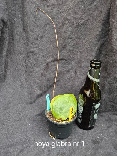 Hoya glabra nr 1, Huis en Inrichting, Kamerplanten, Overige soorten, Minder dan 100 cm, Bloeiende kamerplant, Halfschaduw, In pot