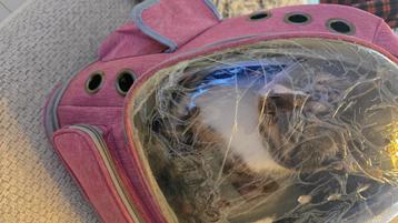 Breathable bubble backpack for you cat beschikbaar voor biedingen