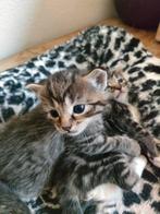 Lieve kittens Ragdoll X Cyperse kat, Meerdere dieren, Ontwormd
