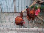 Legkip en haan 1 jaar oud, Dieren en Toebehoren, Pluimvee, Meerdere dieren, Kip