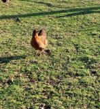 Mooie wyandotte hen te koop., Dieren en Toebehoren, Pluimvee, Vrouwelijk, Kip